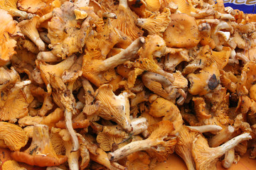 Des giroles