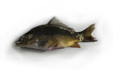 carp (Karpfen)