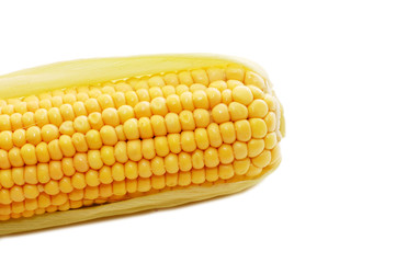 freshly harvested corn isolated on white background
