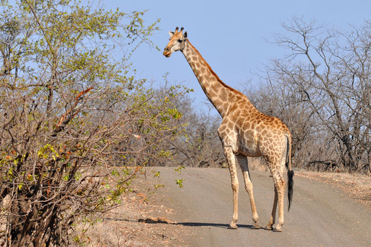 giraffe crossing road ,Kruger NP,South Africa