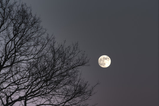Kahler Baum vor dem Mond