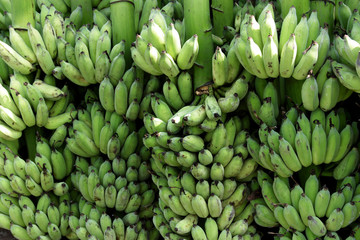 Green banana bunches