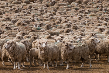 Fototapeta premium A heard of sheep in Patagonia