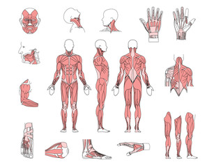 muscle system - obrazy, fototapety, plakaty