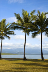 Obraz premium traumhafte Palmen