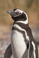 Magellanic Penguin (Spheniscus magellanicus) in Patagonia.