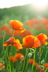 Poppy field in Crimea