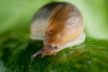 Slug creeps on a cucumber surface