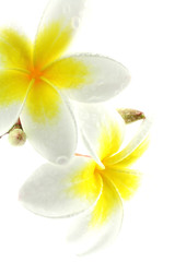 Fototapeta na wymiar fleurs frangipanier fond blanc