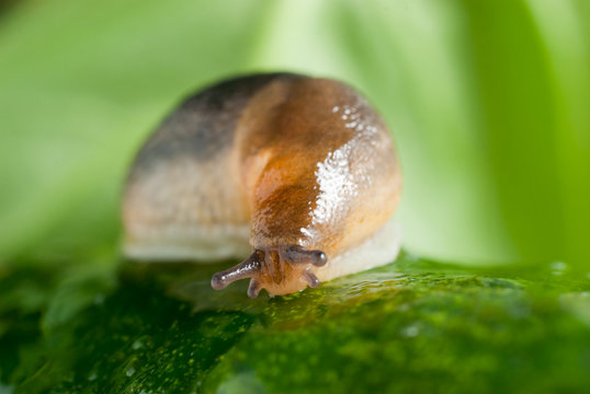 Slug creeps on a cucumber surface