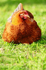 Huhn