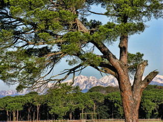 San Rossore, Pisa, Italy