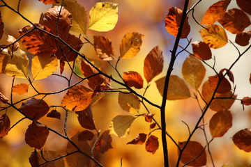 colors of autumn