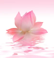 Papier Peint photo autocollant fleur de lotus Lotus