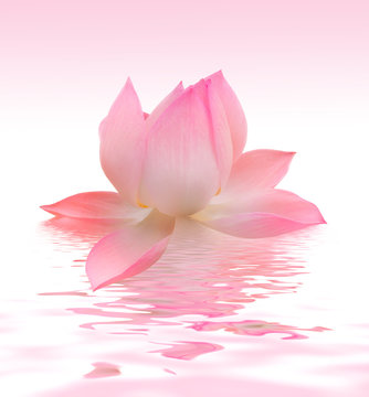 Fototapeta Lotus