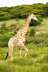 giraffe in savanna