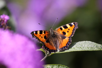 Kleiner Fuchs auf Flieder