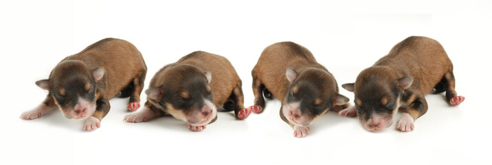 Cagnolini © Lionello Rovati