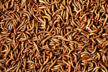many  larvae