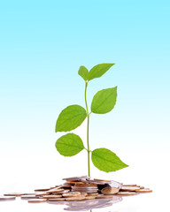 Fototapeta na wymiar Coins and plant, isolated on blue background