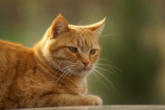 Chat Europeen Roux Tabby Stock Photo Adobe Stock