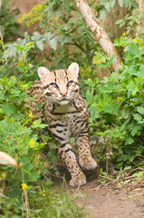 Ocelot