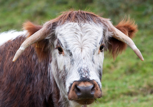Dorset Longhorn Steer