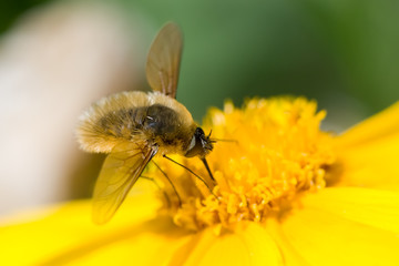 Bee-Fly