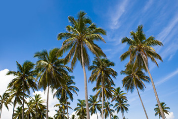 Fototapeta na wymiar three palms on the beach island