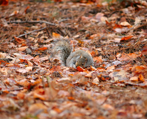 Squirrel in Woodland Leaves