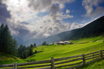 summer landscape.  Forrest and meadow