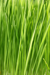 Fototapeta na wymiar Close up of the green grass