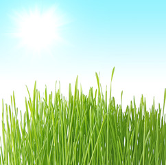 Close up of the green grass on blue background