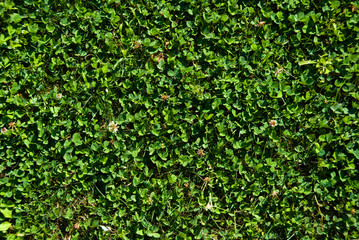 Obraz premium Field of Clover