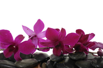 Obraz na płótnie Canvas Close up of bloom orchids on massage stones