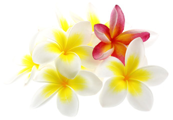 Fototapeta na wymiar fond blanc fleurs frangipanier