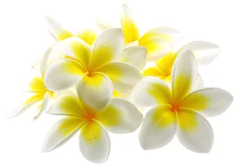 Crédence de cuisine en verre imprimé Frangipanier fleurs bicolores frangipanier fond blanc