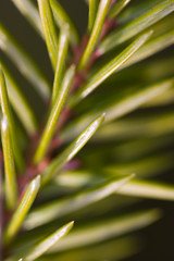 young pine cones