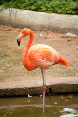 Pink flamingo