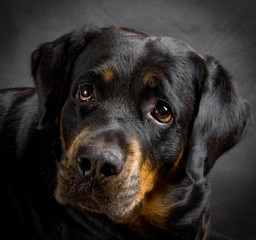 Dog of breed rottweiler..