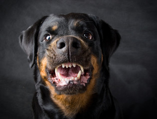 Dog of breed rottweiler.