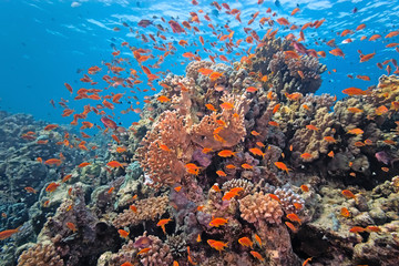 Fototapeta na wymiar Shoal of anthial fish on the coral reef