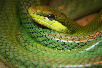 Obraz premium Single colorful scrunch green young snake