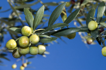 olives tree