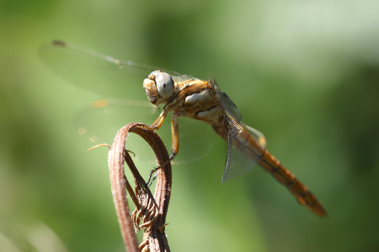 libellula