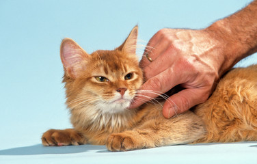 chat roux qui se laisse gratter sur le cou par son maître
