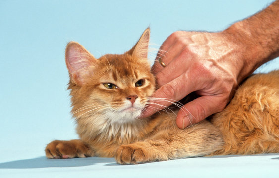 chat roux qui se laisse gratter sur le cou par son ma&icirc;tre