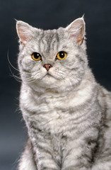 Obraz premium portrait d'un beau selkirk rex argenté en studio