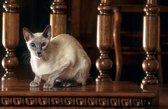 chat siamois tapi sur un meuble en bois rustique