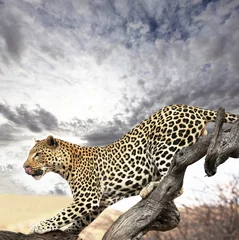Selbstklebende Fototapete Leopard Leopard